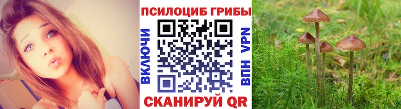 сколько стоит  Ртищево  Галлюциногенные грибы MAGIC MUSHROOMS 